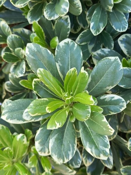 Chinesische Klebsame ’Neige du Mint Ventoux‘ / Pittosporum tobira ’Neige du Mont Ventoux‘