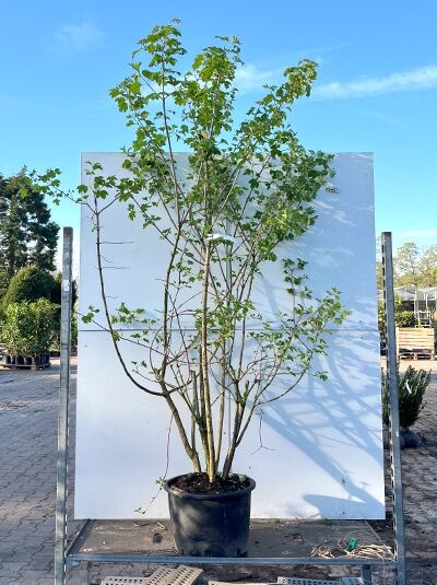 Gemeiner Schneeball  / Gemeiner Schneeball