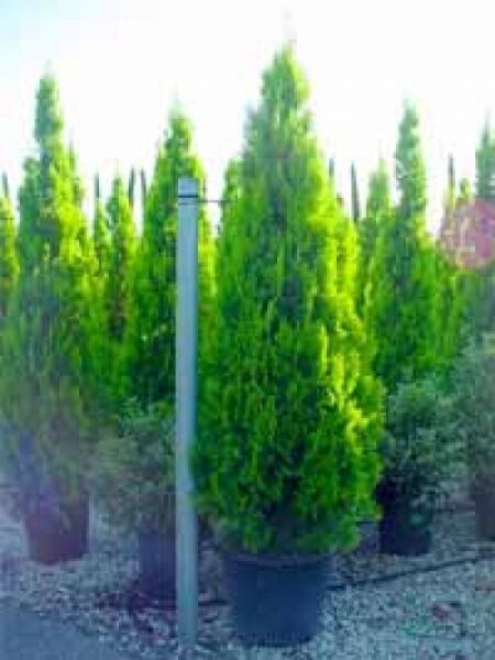 Thuja orientalis 'Pyramidalis Aurea' / morgenländischer Lebensbaum 'Pyramidalis Aurea'