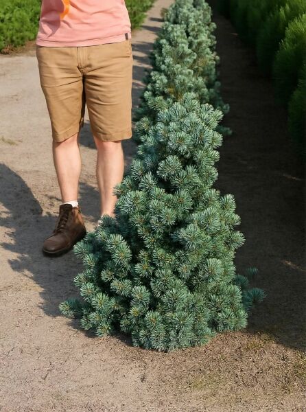 Pinus parviflora 'Negishi' / Kompakte blaue Mädchenkiefer 80-100 cm m. B., dichter kegelförmiger Wuchs mit blauen Nadeln
