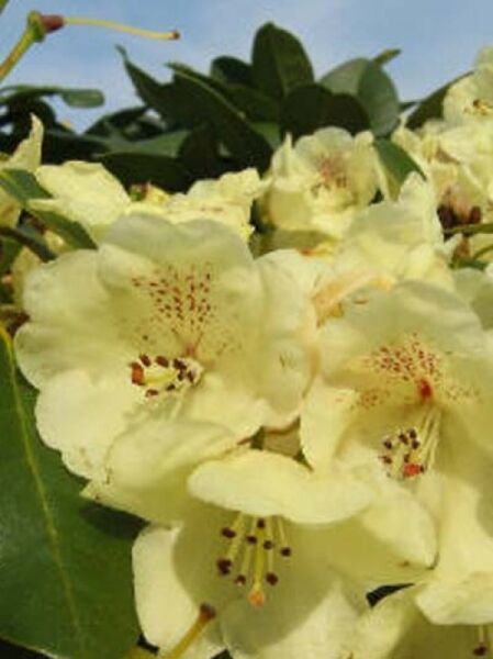 Rhododendron 'Graf Lennart' / Rhododendron Hybride 'Graf Lennart'