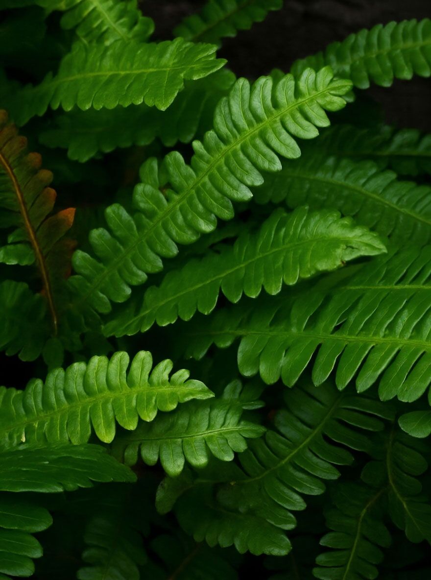 monstera monstera Monstera Deliciosa 'Swiss Cheese Plant' Houseplant 17cm Pot main image 0