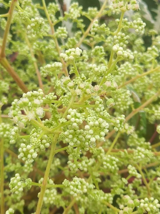Weiblttrige Aralie / Weier Japanischer Angelikabaum - Aralia elata  'Variegata'
