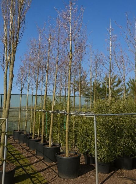 Kupfer-Felsenbirne (Amelanchier lamarckii) Hochstamm 14-16 StU im Container, mehrstämmige Bäume in Töpfen in Reihe