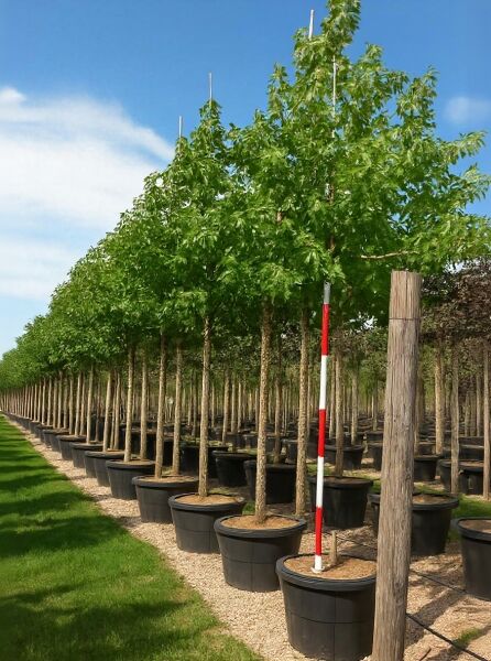 Liquidambar styraciflua 'Palo Alto' / Amberbaum 'Palo Alto' Hochstamm 18-20 StU im Container in Baumschulreihe
