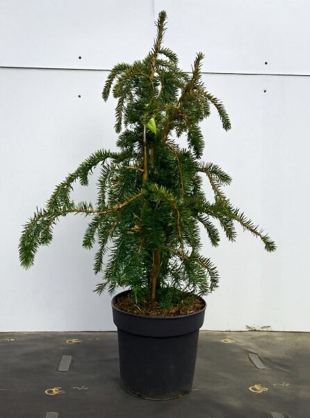 Taxus baccata 'Dovastoniana' (Adlerschwingen-Eibe) 80–100 cm mit Ballen, im Pflanztopf, mit bogig überhängenden Zweigen