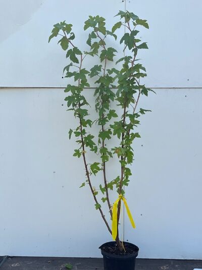 Zierjohannisbeere 'Pulborough Scarlet' - Ribes sanguineum 'Pulborough Scarlet'