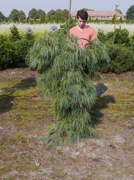 Pinus strobus 'Pendula', Hängende Seidenkiefer/Hänge-Seidenföhre, 150–175 cm, mit Drahtballen, hängender Wuchsform