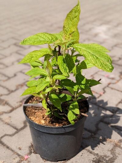 Hüllblatt-Hortensie 'Sterilis' / Hydrangea involucrata 'Sterilis'
