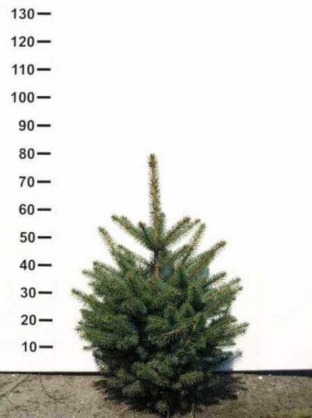 Picea omorika (Serbische Fichte) 60–80 cm mit Ballen, kompakter Nadelbaum mit aufrechtem Leittrieb und dichten Zweigen