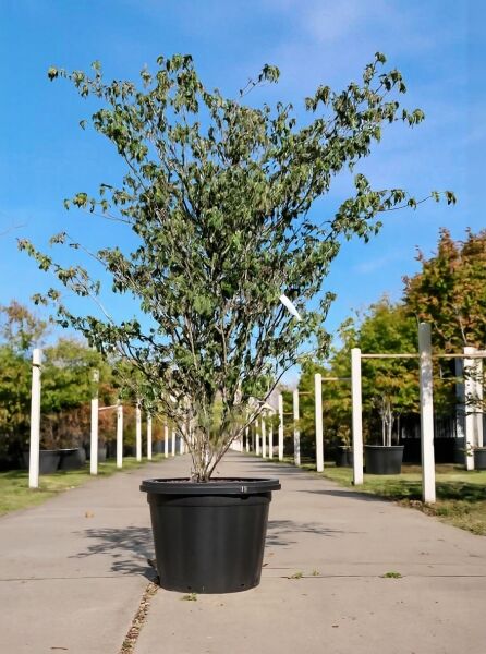 Japanischer Blumen-Hartriegel Cornus kousa 'Mount Fuji', 175-200 cm, mehrstämmiger Strauch im Container mit grünem Laub.