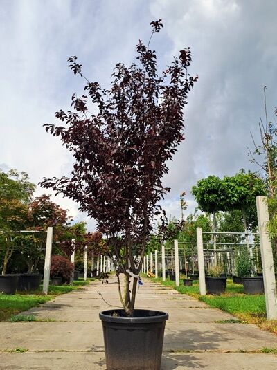 Prunus cerasifera 'Nigra' / Blut-Pflaume 'Nigra', mehrstämmig, 250-300 cm, im C80-Container, mit dunkelrotem Laub.