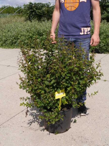 Syringa 'Pink Perfume ®' / Zwerggartenflieder 'Pink Perfume ®' 80-100 cm C20, buschige Pflanze im Container mit Etikett
