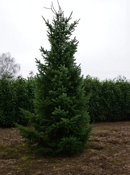 Picea omorika (Omorika-Fichte/Serbische Fichte) 450-500 cm, mehrtriebiger Nadelbaum mit kegelförmigem Wuchs.