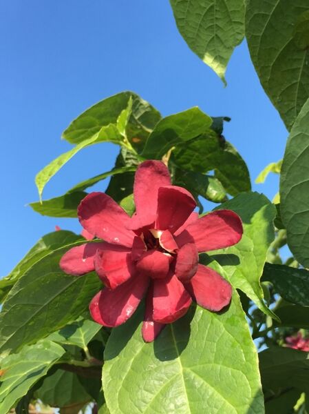Sinocalycalycanthus raulstonii 'Hartlage Wine' / Gewürzstrauch 'Hartlage Wine'