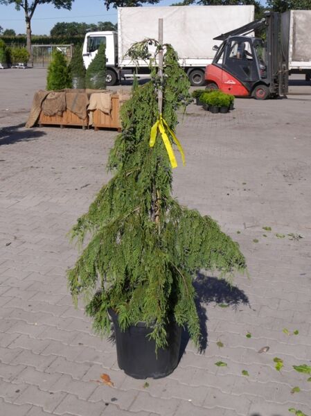 Hänge-Nootkazypresse (Chamaecyparis nootkatensis 'Pendula') 100-125 cm C20, hängender Nadelbaum im Topf am Stab gebunden.