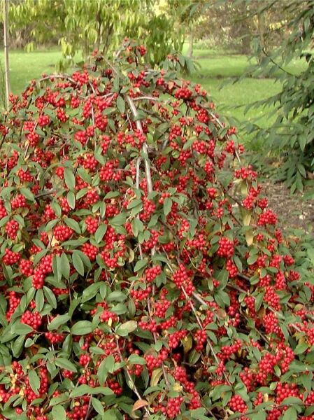 Strauchmispel 'Pendulus' / Cotoneaster watereri 'Pendulus'