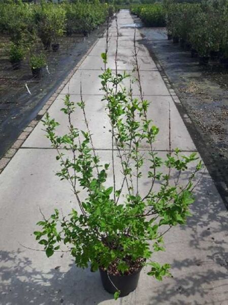 Abeliophyllum distichum – Schneeforsythie (Weiße Forsythie), 50–80 cm, C10: mehrtriebiger Topfstrauch mit kleinen grünen Blättern in schwarzem Topf auf Baumschulweg