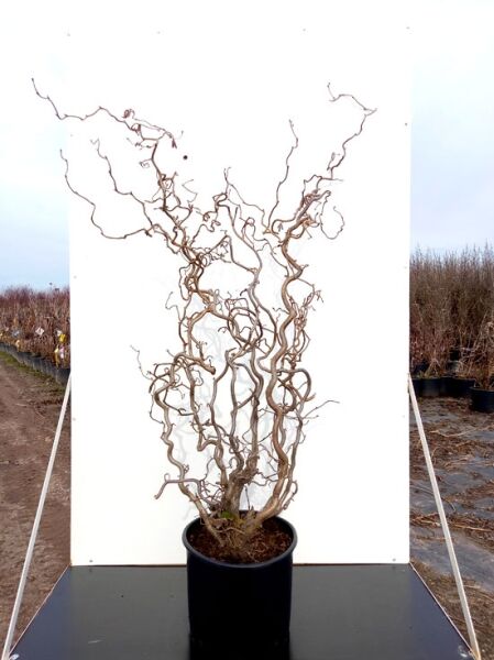 Corylus avellana 'Red Majestic ®' (Blut-Korkenzieher-Hasel), rotblättrige Korkenzieher-Hasel 125-150 cm im C20-Container mit gedrehten Trieben.