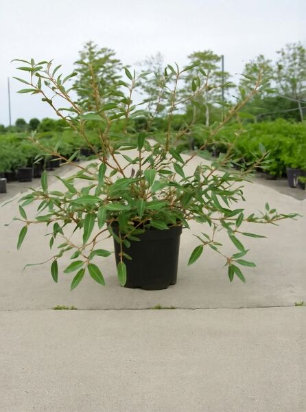Viburnum 'Pragense' / Prager Schneeball 'Pragense' 60-100 cm C12, buschiger Strauch im Container mit grünen Blättern