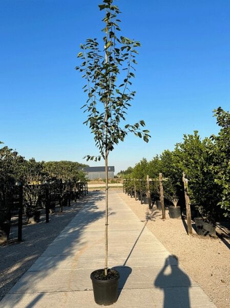 Baum-Felsenbirne 'Robin Hill' (Amelanchier arborea) Hochstamm 6-8 StU im Container, schlanker Stamm mit grünen Blättern