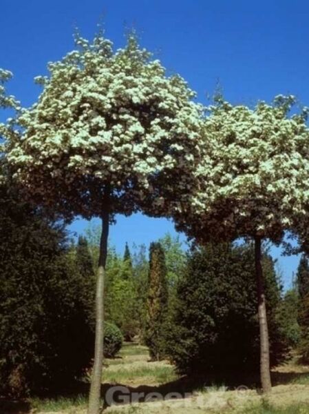 Crataegus monogyna / Eingriffliger Weißdorn