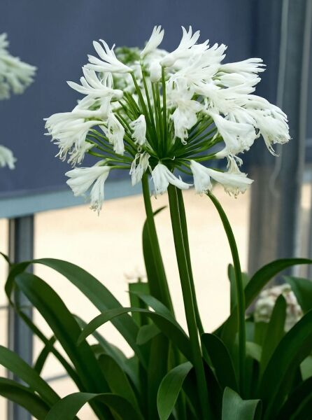 Schmucklilie Agapanthus africanus 'White Heaven' mit weißen Blütenbällen an hohen Stielen und grünen, riemenförmigen Blättern.