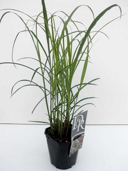 Miscanthus sinensis 'Dronning Ingrid' / Halbhohes Chinaschilff