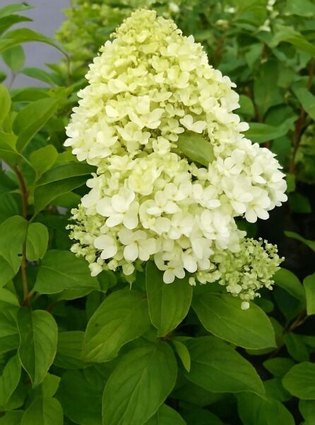 Limonenfarbene Rispen-Hortensie Hydrangea paniculata 'Limelight ®' mit großen, hellgrünen bis cremeweißen Blütenrispen und Laub