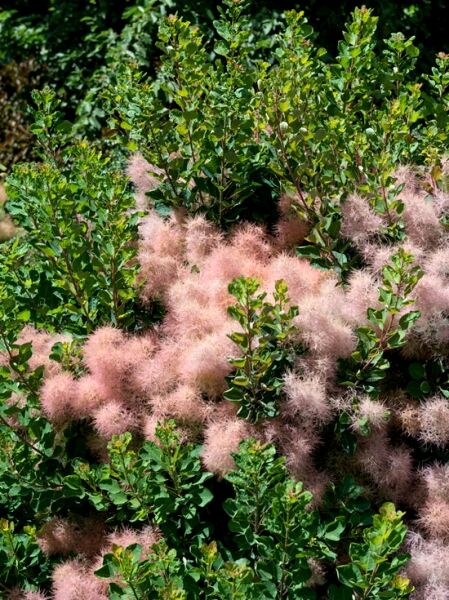 Perückenstrauch 'Smokey Joe' / Cotinus coggygria 'Smokey Joe'