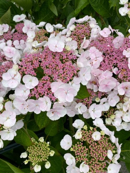 Teller-Hortensie 'Intermedia' / Teller-Hortensie 'Intermedia'