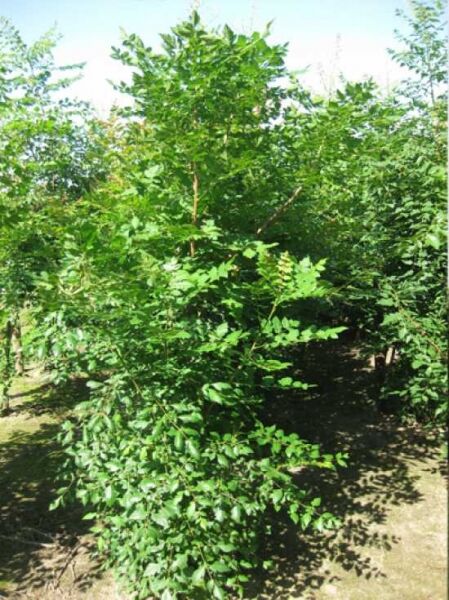 Koelreuteria paniculata (Blasenesche) 250-300 cm m. Db., mehrstämmiger Jungbaum mit dichtem, grünem Laub im Baumschulquartier