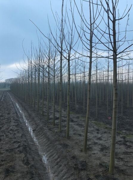 Morus alba 'platanifolia' (Macrophylla), Platanenblättriger Maulbeerbaum Hochstamm 16-18 StU mit Drahtballen im Feldbestand