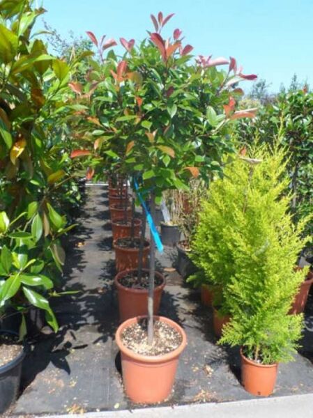 Photinia fraseri 'Red Robin' / Glanzmispel 'Red Robin' Hochstamm 90 cm Stamm, C35 im Topf, rotgrünes Laub