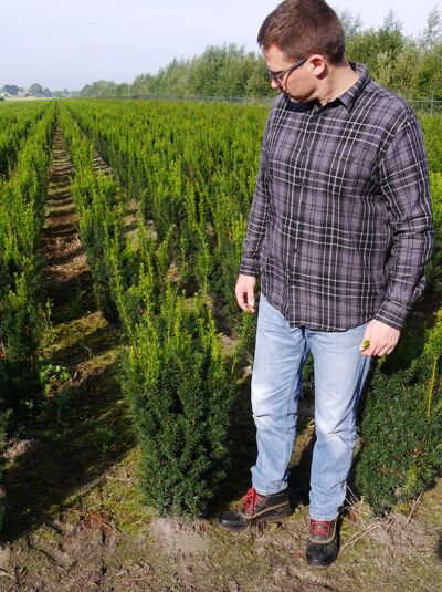 Taxus baccata 'Overeynderi' / Kegel-Eibe 80-100 cm m. B., kegeliger Nadelstrauch auf dem Feld (mit Ballen)