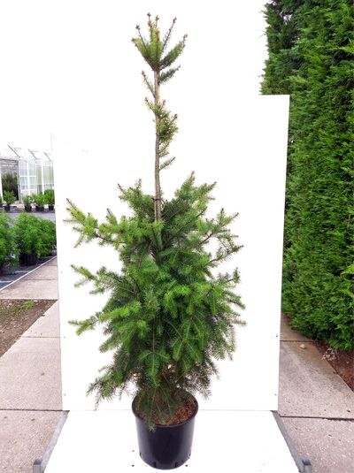 Pseudotsuga menziesii (Douglasie) 150-175 cm C20, schlanker Nadelbaum im Container mit grünem, locker verzweigtem Wuchs