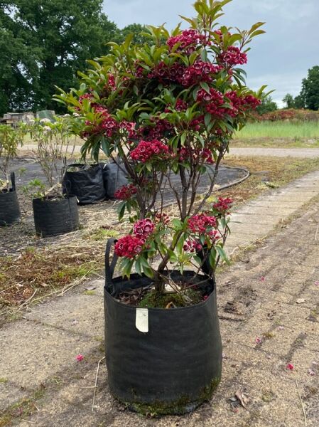 Kalmia latifolia 'Kaleidoscope' / Lorbeerrose 'Kaleidoscope' als Solitär im Topf, ca. 60–70 cm hoch, mit roten Blüten.