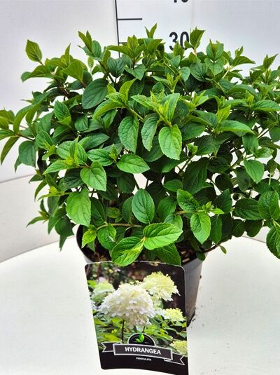 Rispen-Hortensie Hydrangea paniculata 'Silver Dollar' 40-60 cm C10, buschige Pflanze im Topf mit grünem Laub