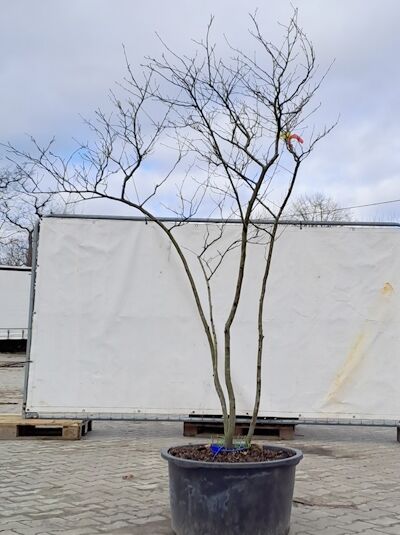 Kupfer-Felsenbirne 200 - 250 cm Schirmform / Amelanchier lamarckii (874949)