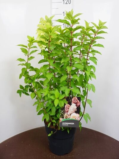 Rispen-Hortensie 'Polar Bear' (Hydrangea paniculata 'Polar Bear') im Topf, buschiger Strauch mit grünen Blättern und Trieben.