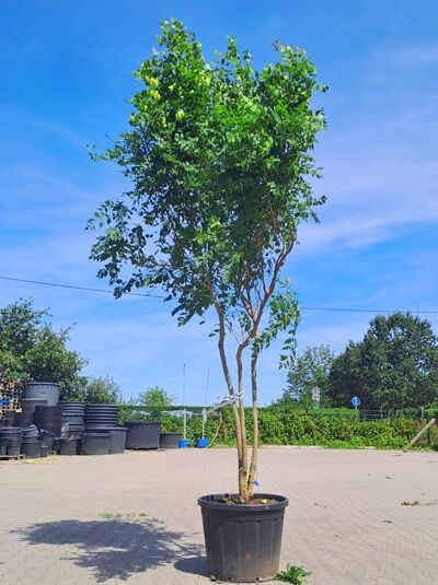 Blasenesche / Blasenbaum / Chinesischer Lackbaum 350-400 cm 'mehrstämmig' - Koelreuteria paniculata (1577123)
