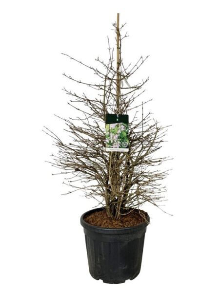 Japanischer Schneeball 'Molly Schroeder' / Viburnum plicatum 'Molly Schroeder'