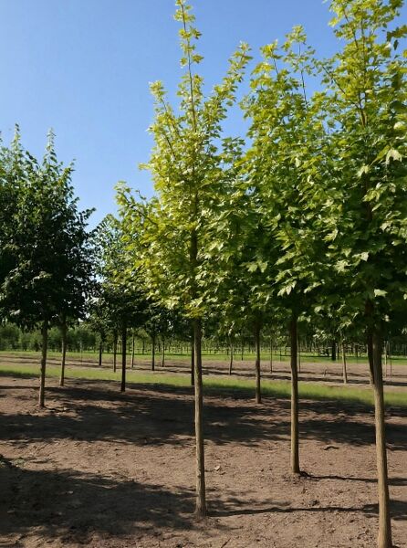 Spitz-Ahorn Acer platanoides 'Drummondii' Hochstamm 12-14 StU, junger Baum mit grünem Laub in der Baumschule.