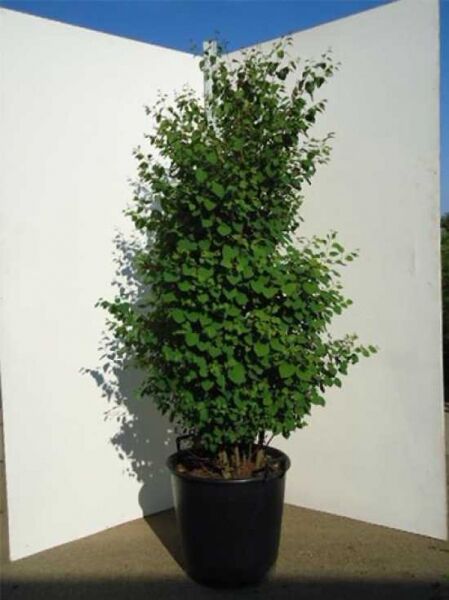 Cercidiphyllum japonicum (Judasblatt/Kuchenbaum) im Topf, buschiger Wuchs, grüne Blätter, 175–200 cm, C50