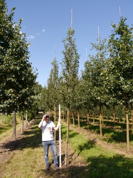 Säulen-Felsenbirne 'Obelisk' (Amelanchier alnifolia 'Obelisk') Hochstamm mit Stützpfahl im Baumschulquartier.