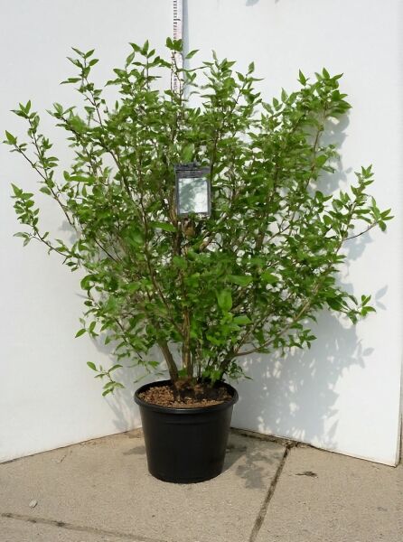 Viburnum burkwoodii (Oster-Schneeball, Duft-Schneeball) 125-150 cm C35, mehrstämmiger Strauch im Container mit grünem Laub.