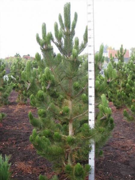 Pinus heldreichii 'Satellit' / bosnische Kiefer 'Satellit' 200-250 cm m. Db., aufrechter Nadelbaum mit dichtem Wuchs im Feldbestand
