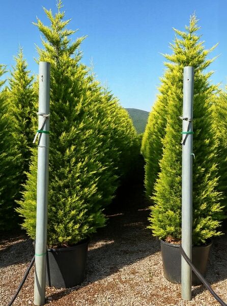 Leyland Zypresse 'Gold Rider' (Cupressocyparis leylandii) 300–350 cm C50, kegelförmig, gelbgrünes Nadelkleid im Container.