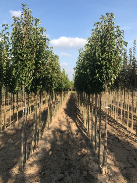 Pyrus communis 'Triumph de Vienne' / Birne 'Triumph de Vienne' Hochstamm 10-12 StU m. Db. in Baumschulreihe mit Kronenaufbau