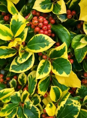 Groblatt-Stechpalme 'Golden King' - Ilex altaclerensis 'Golden King'